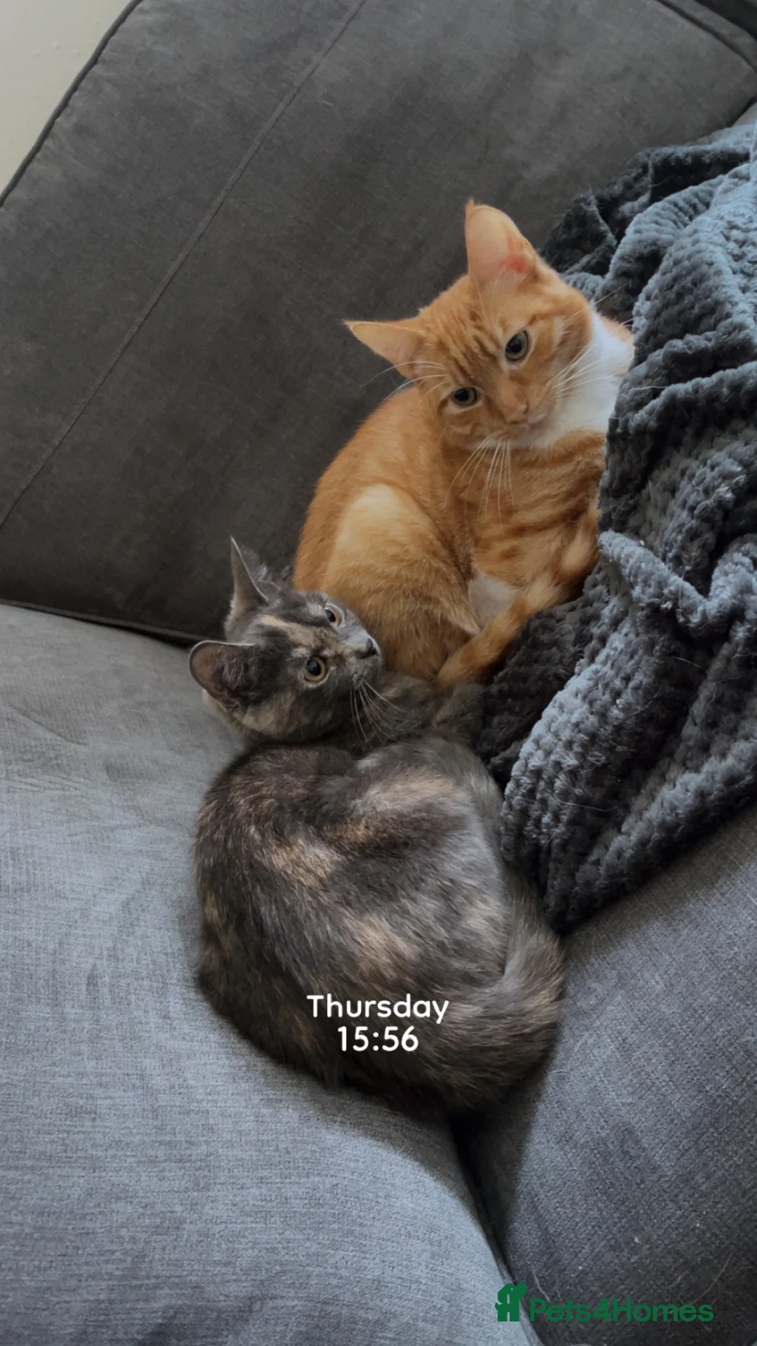 Mixed Breed cats for sale: 2 8 months old cats to go together  - Advert 1