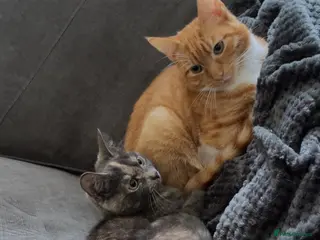 Mixed Breed cats 2 8 months old cats to go together - Advert 2