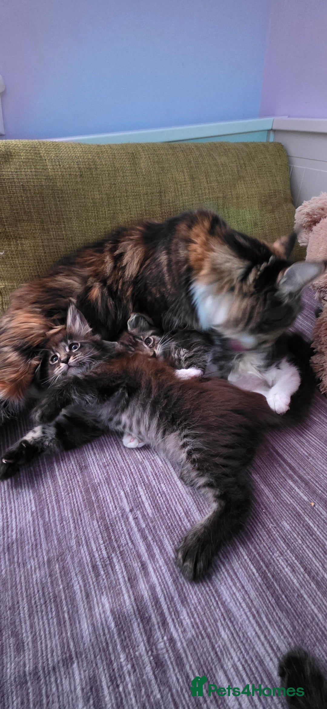Maine Coon cats for sale: PURE BREED MAINE COONS KITTENS  - Image 7