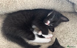Domestic Shorthair cats for sale: Kittens  - Image 10