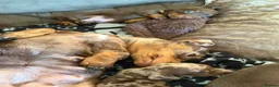 Miniature Dachshund dogs for sale: 2 Miniature Dachshunds - Advert 2