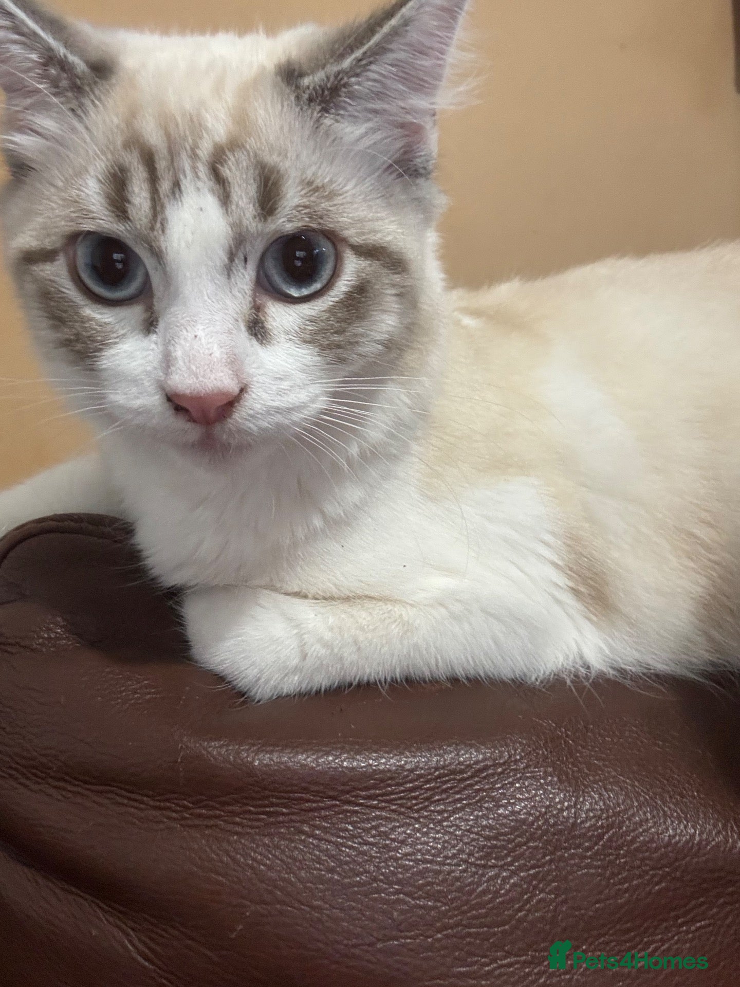 Mixed Breed cats 8 month old Male cat - Advert 6