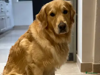 Golden Retriever dogs Available for stud in Coalville - Advert 13