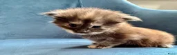 Maine Coon cats for sale: XL MAINE COON KITTENS UNIQUE COLOUR XL BLOODLINE - Advert 15
