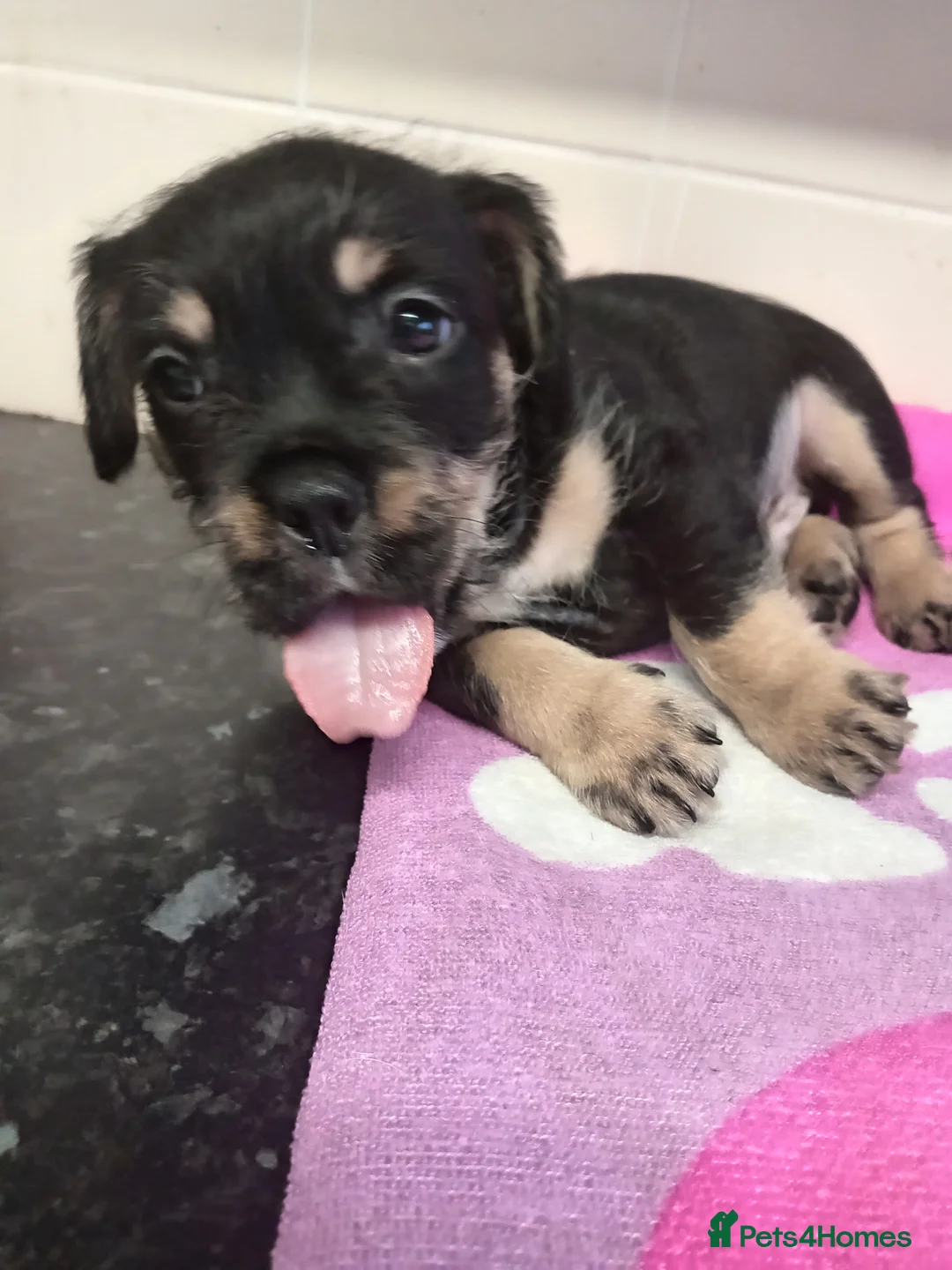 Mixed Breed dogs for sale: French bulldog cross terrier  - Advert 2