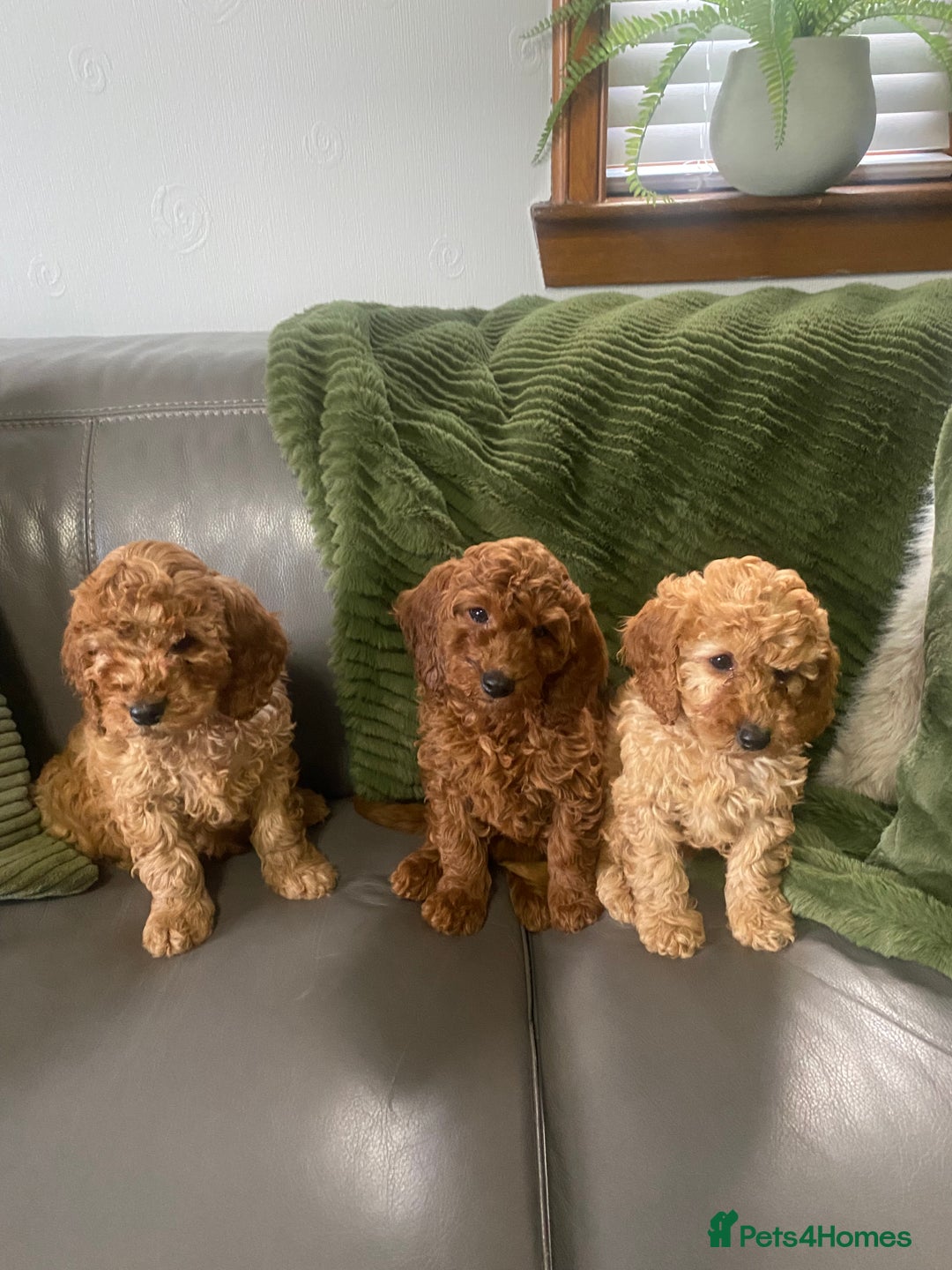 Cockapoo dogs for sale: Cockatoo puppies - Advert 6