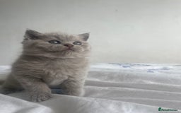 British Shorthair cats for sale: British short hair  - Image 5