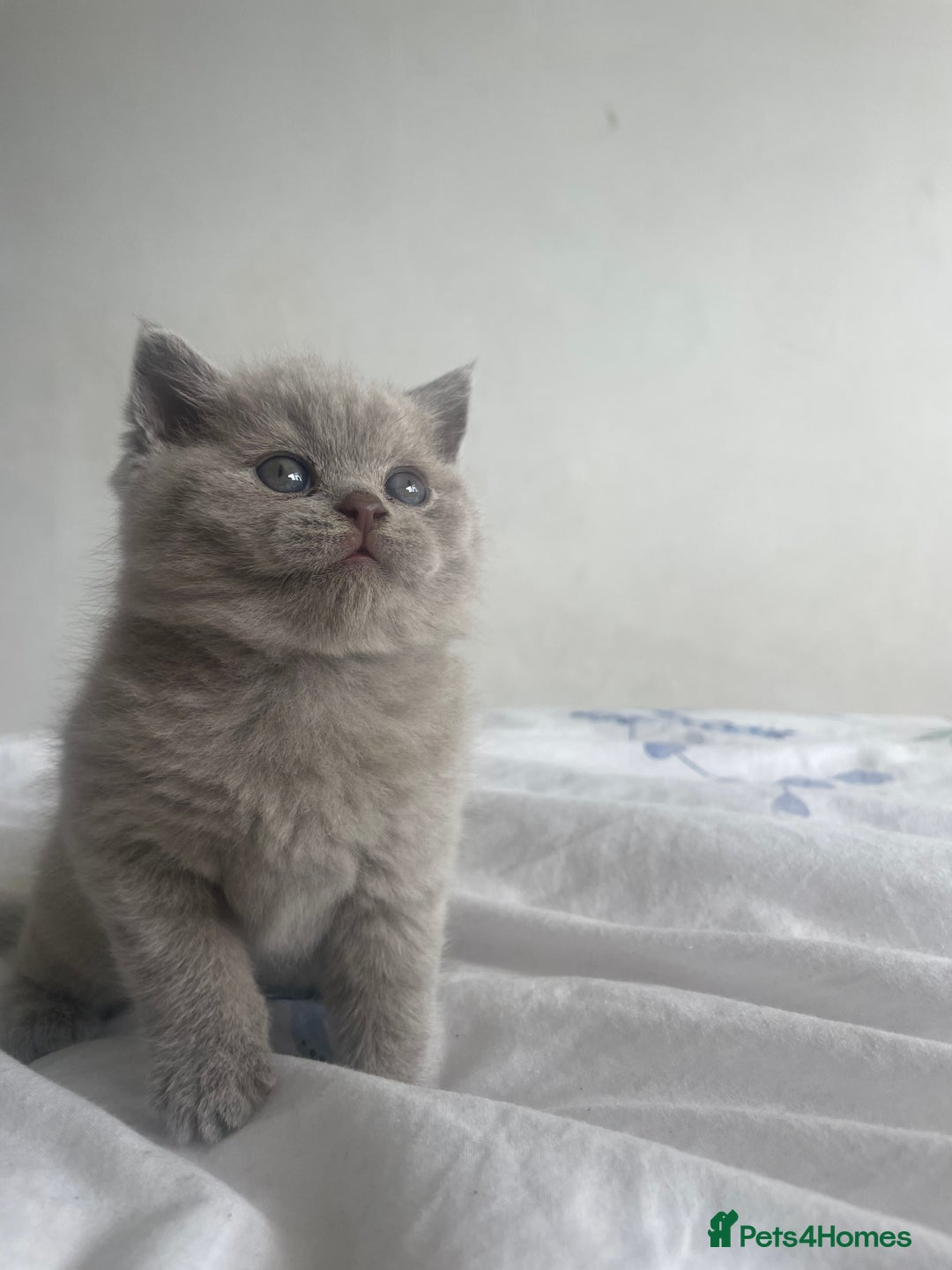 British Shorthair cats for sale: British short hair  - Image 5