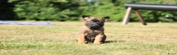 Belgian Shepherd Dog dogs for sale: Belgian Malinois/dutch herder  in Nantwich - Advert 10