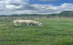 Sheep livestock for sale: Free ram, need gone ASAP - Image 1