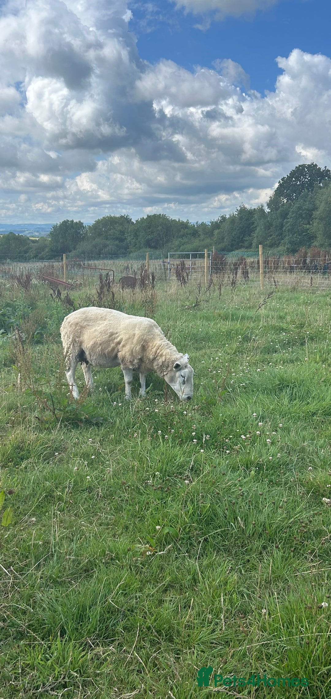 Sheep livestock for sale: Free ram, need gone ASAP - Image 1