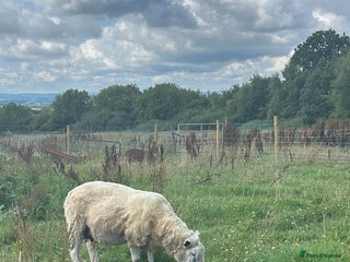 Sheep livestock for sale - Advert 1