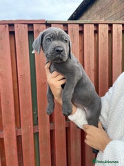 Cane Corso Puppy 9