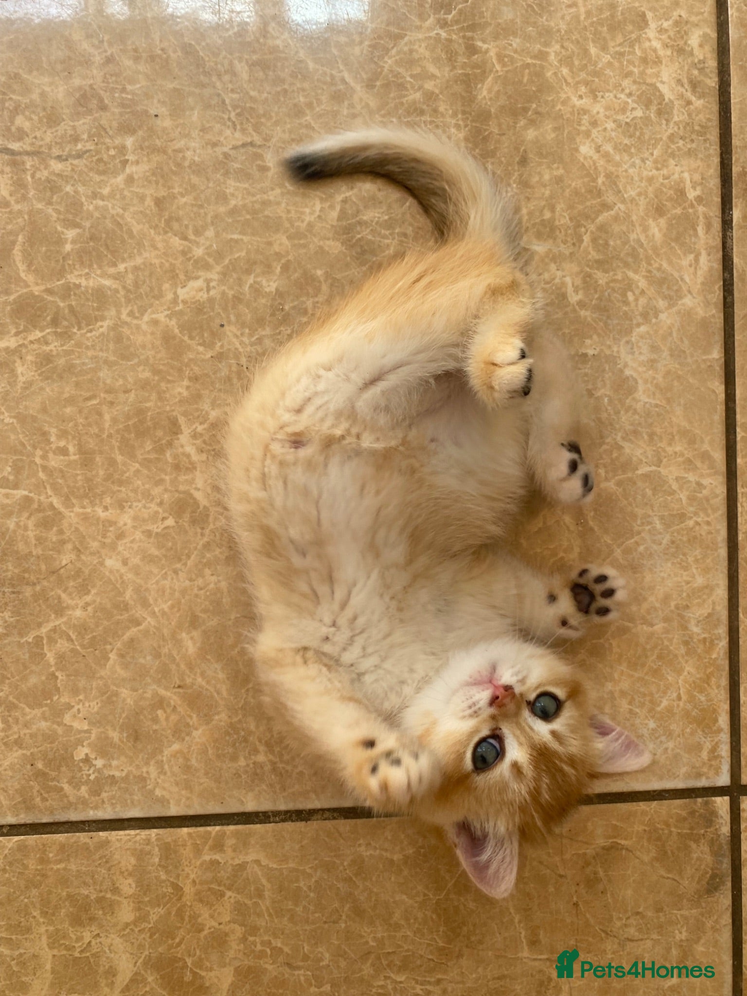 British Shorthair cats British Shorthair Golden & Silver Kittens  - Advert 1
