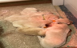 Golden Retriever dogs for sale: 5 outstanding KC golden retriever puppies  - Image 6