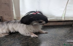 Biewer Terrier dogs for sale: Adorable Purebred Biewers  - Image 34