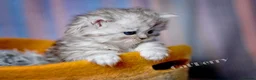 Persian cats for sale: Persian Chinchilla Kittens  - Advert 3