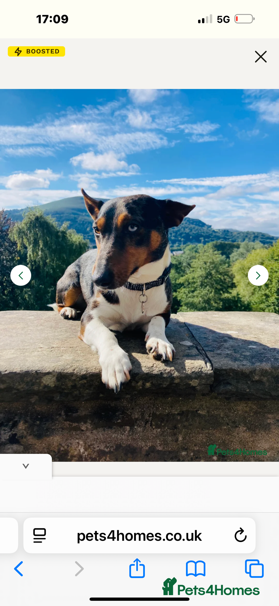 Jack Russell dogs for sale: 💙 miniture JR PUPS 💙 - Image 10