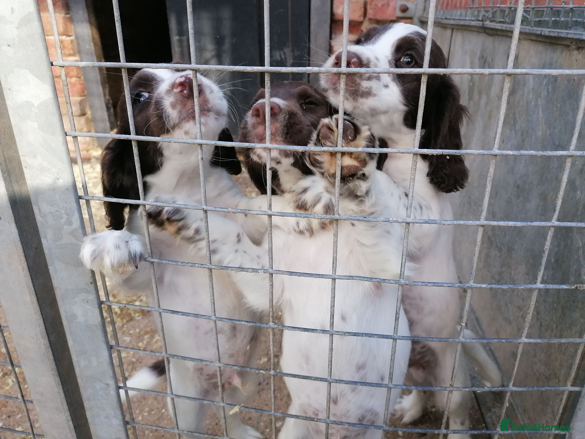 English Springer Spaniel dogs 3 beautiful boys left - Advert 1