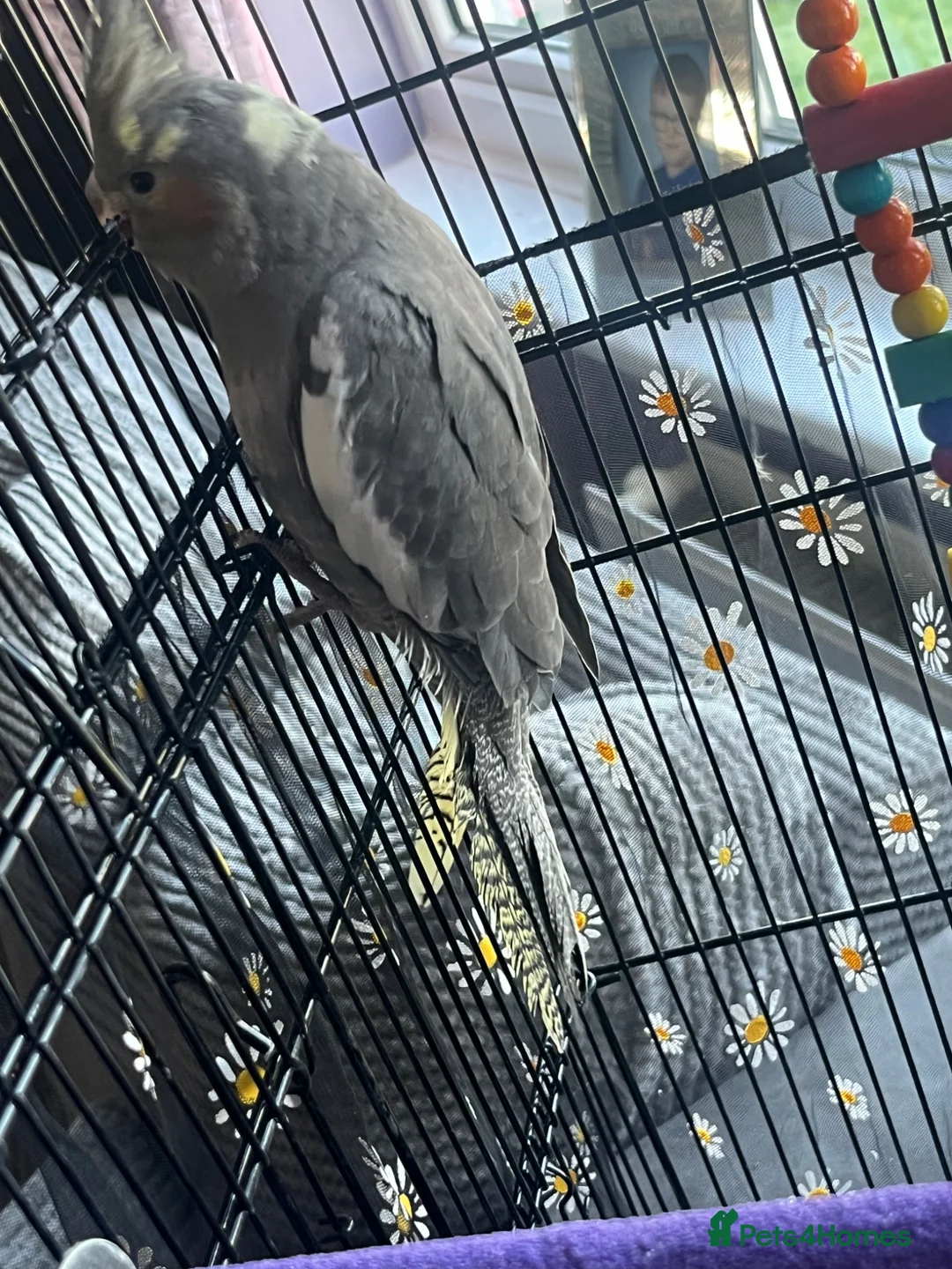 Cockatiels birds for sale: Baby cockatiel - Advert 4