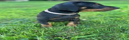 Dobermann dogs for sale: KC  reg Dobermann puppies  - Advert 9