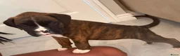 Boxer dogs for sale: 8wk old Boxer Puppy - Advert 3