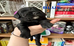 Cocker Spaniel dogs for sale: Beautiful KC Cocker Spaniel Pups - Black - Image 16
