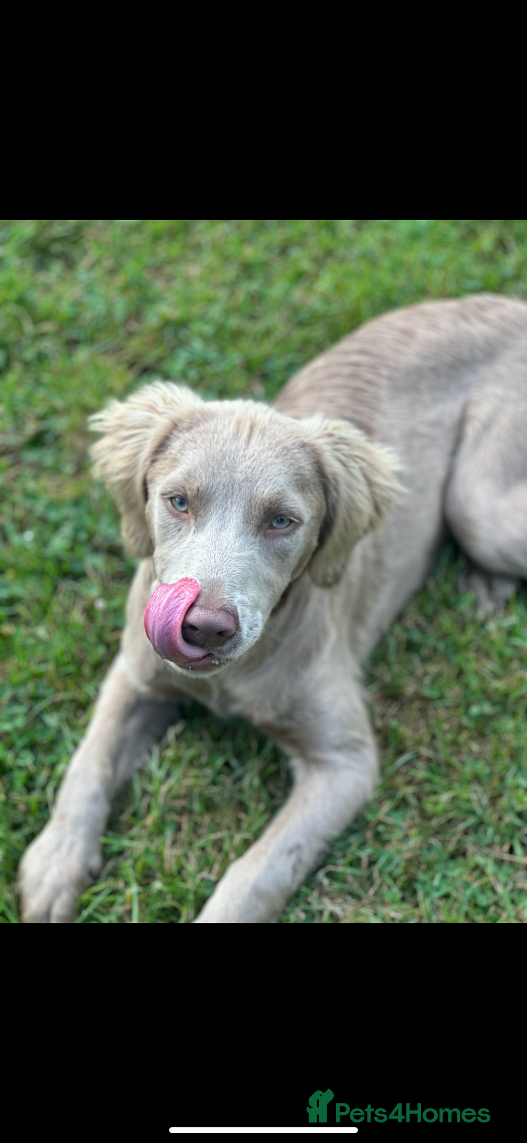 Springador dogs for sale: Springerdor male for rehome  - Advert 2