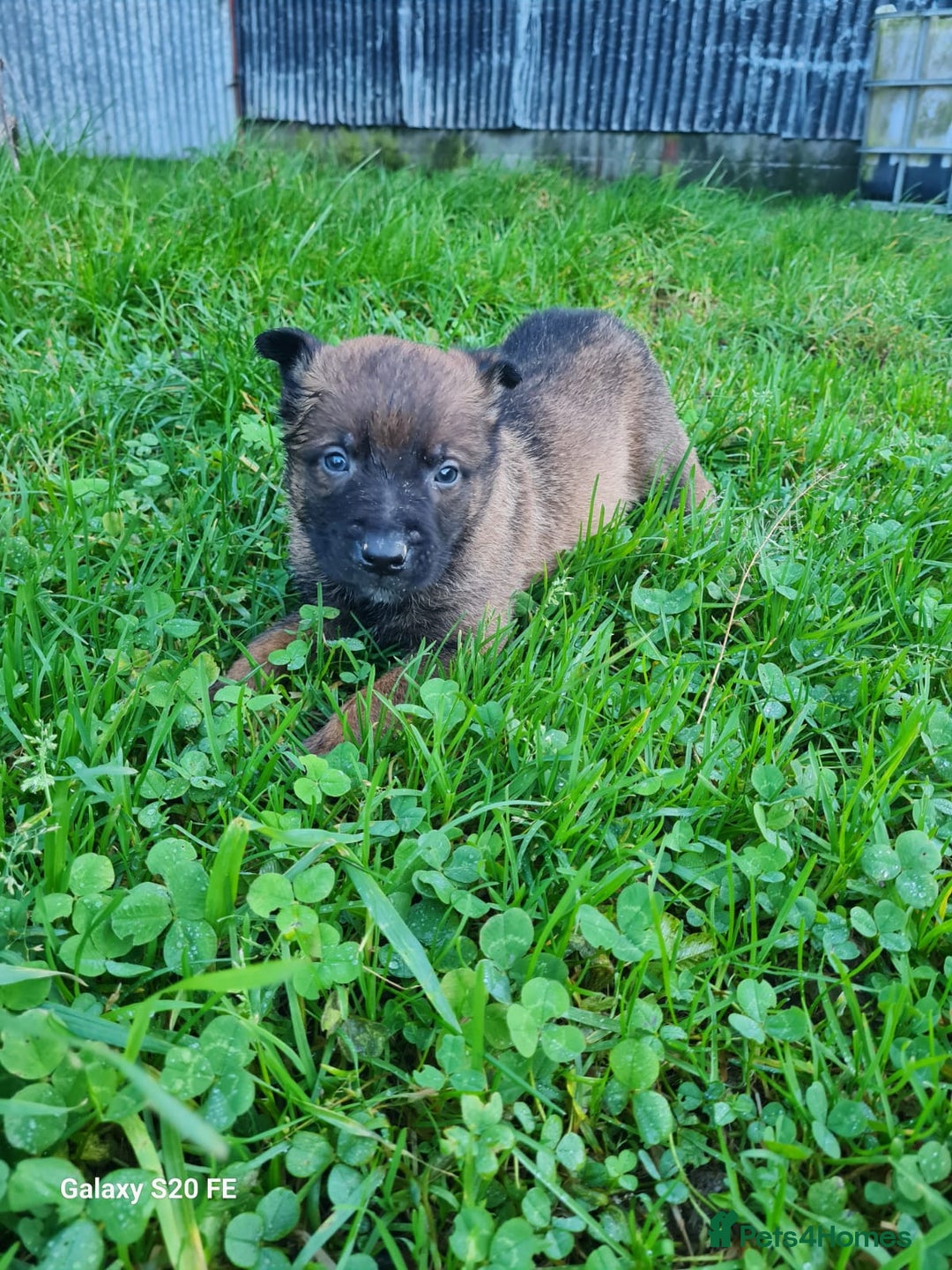 Belgian Shepherd Dog dogs for sale: Chunky malinois puppies looking for new home!!! - Advert 9