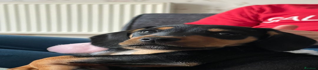 Mixed Breed Puppy 1