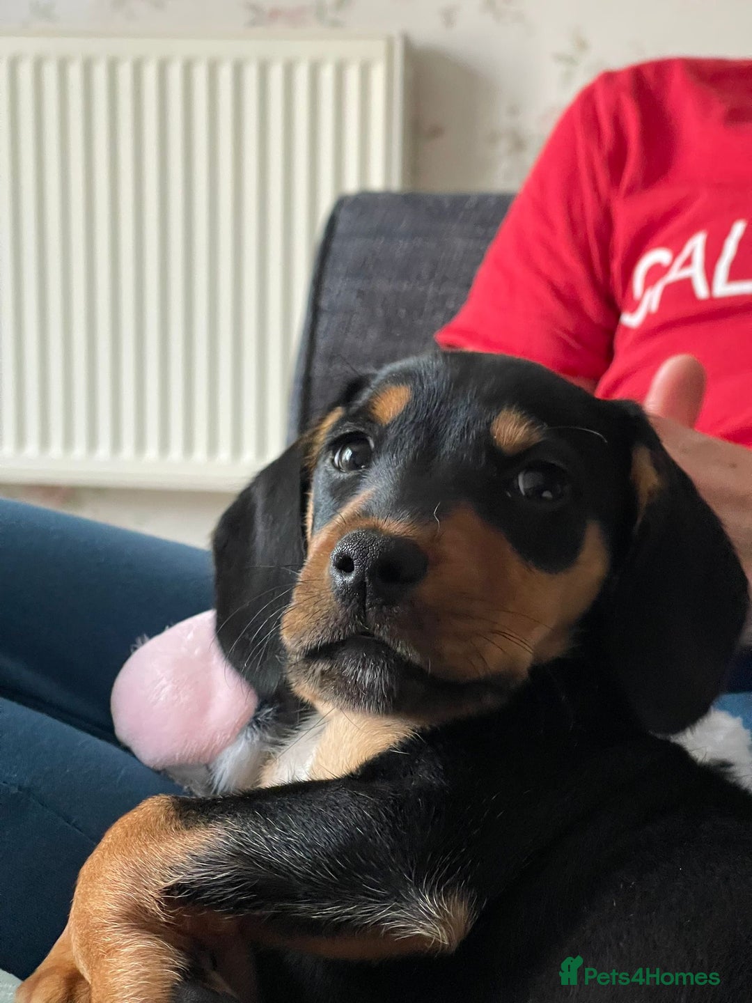 Mixed Breed dogs for sale: Basset Hound x Dacshund  - Image 7