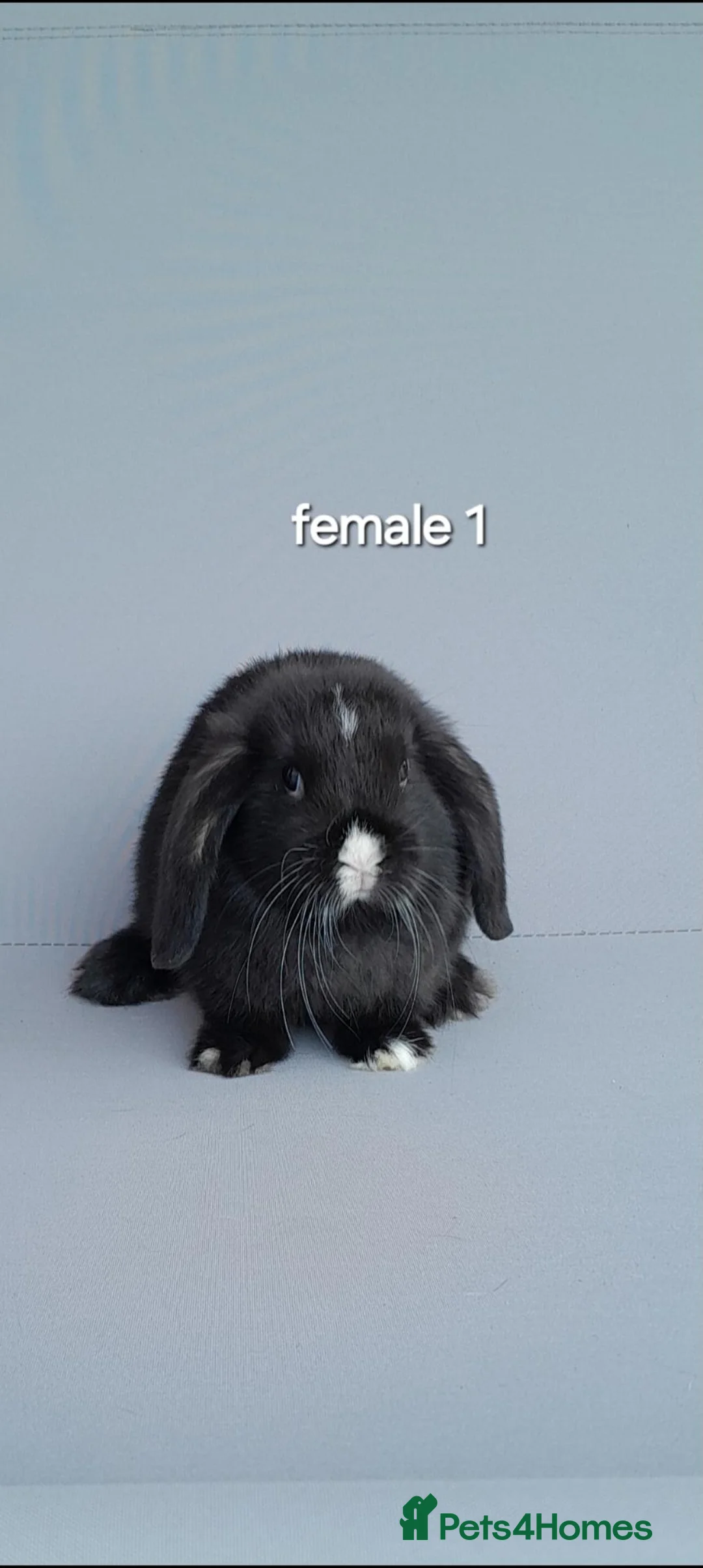 Mini Lop rabbits for sale: Gorgeous mini lop rabbits ready now  - Advert 12
