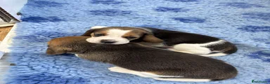 Beagle 1