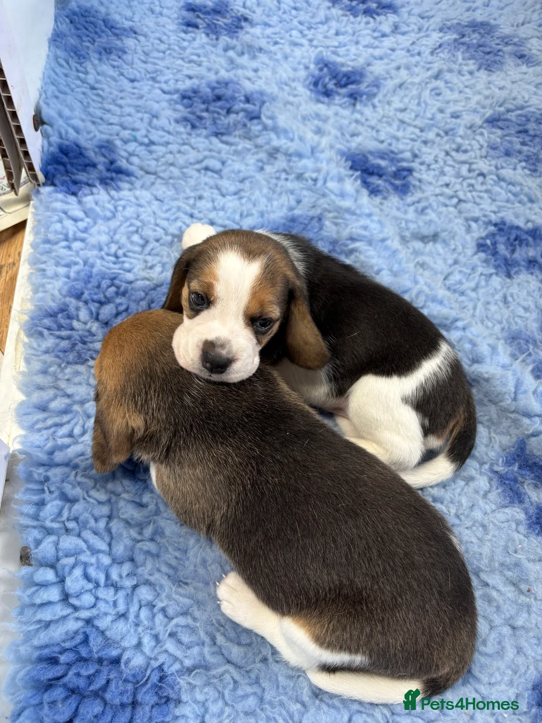Beagle dogs for sale: Beautiful Tri coloured  - Advert 6