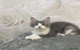 Mixed Breed cats for sale: Pedigree Maine coon X Pedigree ragdoll kittens   - Advert 5