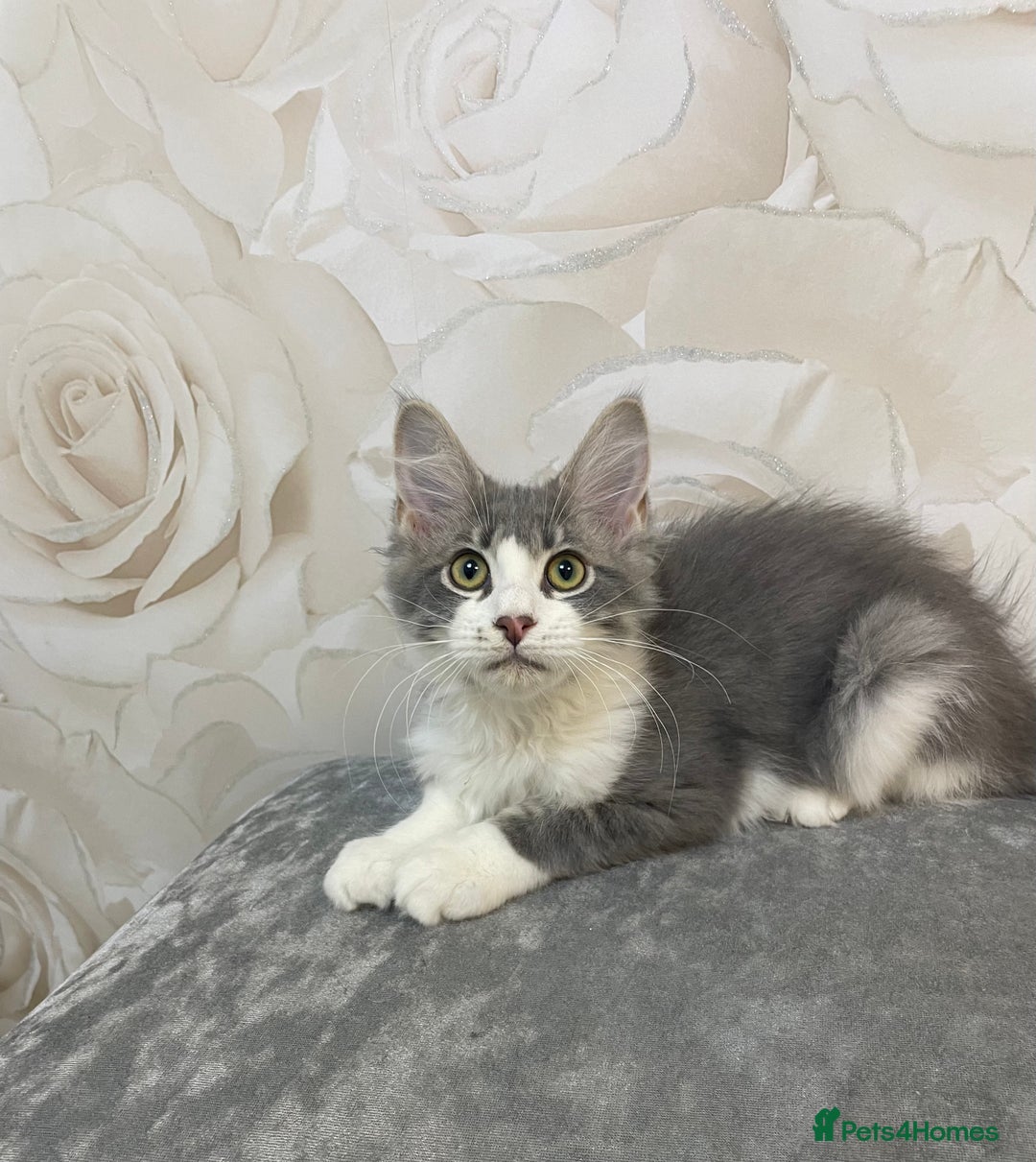 Mixed Breed cats for sale: Pedigree Maine coon X Pedigree ragdoll kittens   - Advert 5