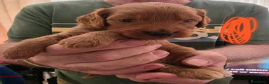 Cockapoo Puppy (Orange)