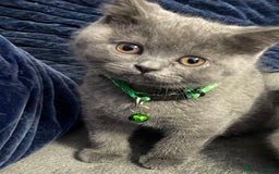 British Shorthair cats for sale: British shorthaired blue male kitten he is 8 weeks - Image 5