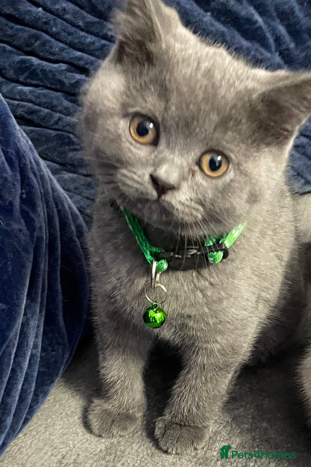 British Shorthair cats for sale: British shorthaired blue male kitten he is 8 weeks - Image 5