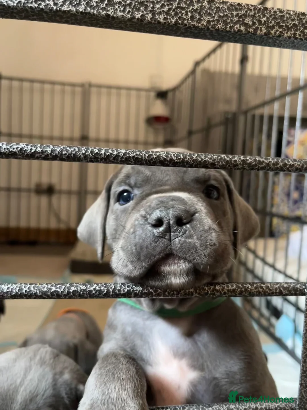 Cane Corso dogs for sale: Cane corso pups  - Advert 1