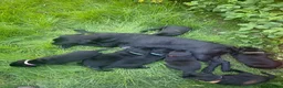 Labrador Retriever dogs for sale: 4 of 7 beautiful, healthy Labrador puppies  - Advert 2