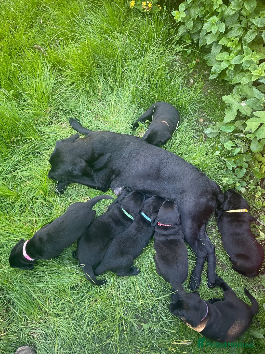 Labrador Retriever dogs for sale: 4 of 7 beautiful, healthy Labrador puppies  - Advert 2