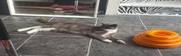 Mixed Breed cats for sale: Tuxedo Kitten looking 4 a home - Advert 11