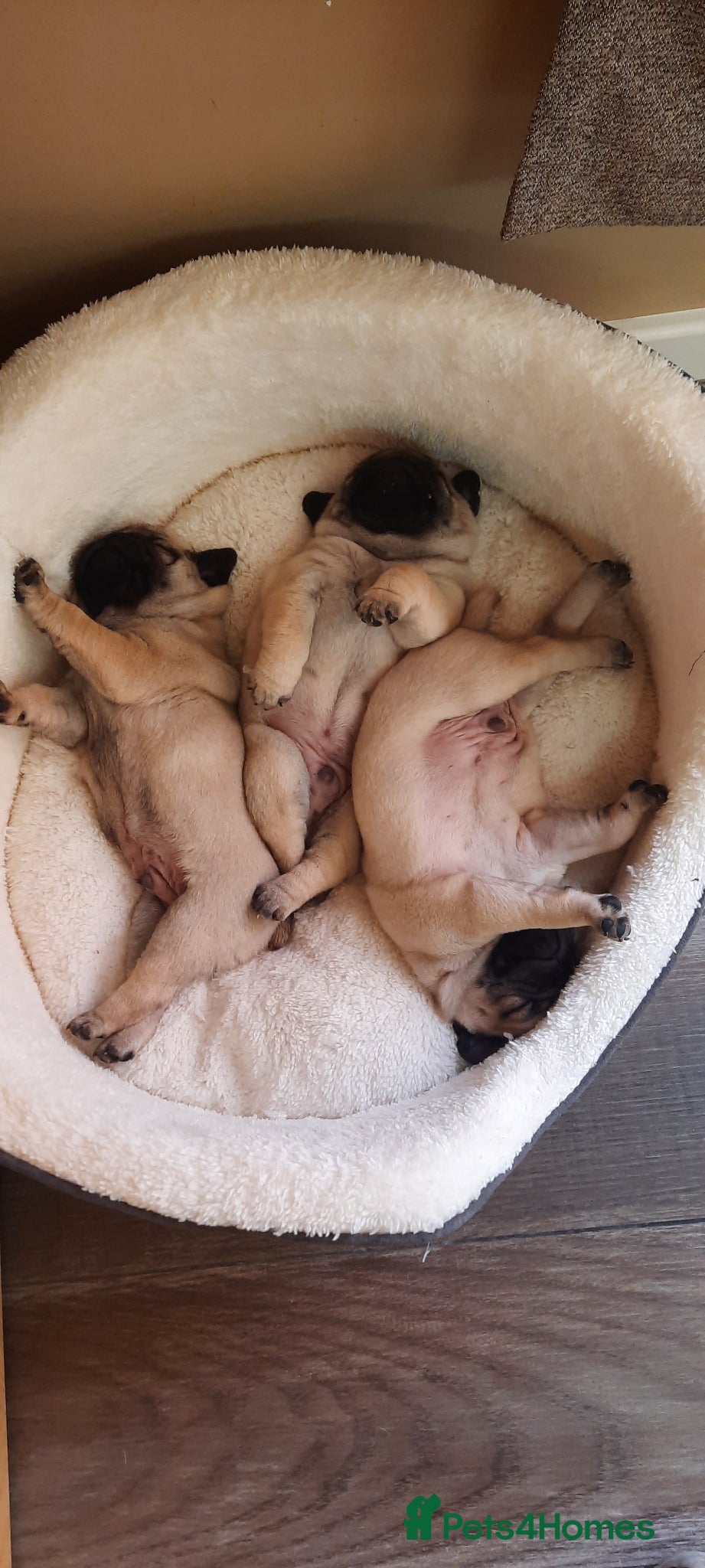 Pug dogs for sale: Pug puppies for sale  - Advert 1
