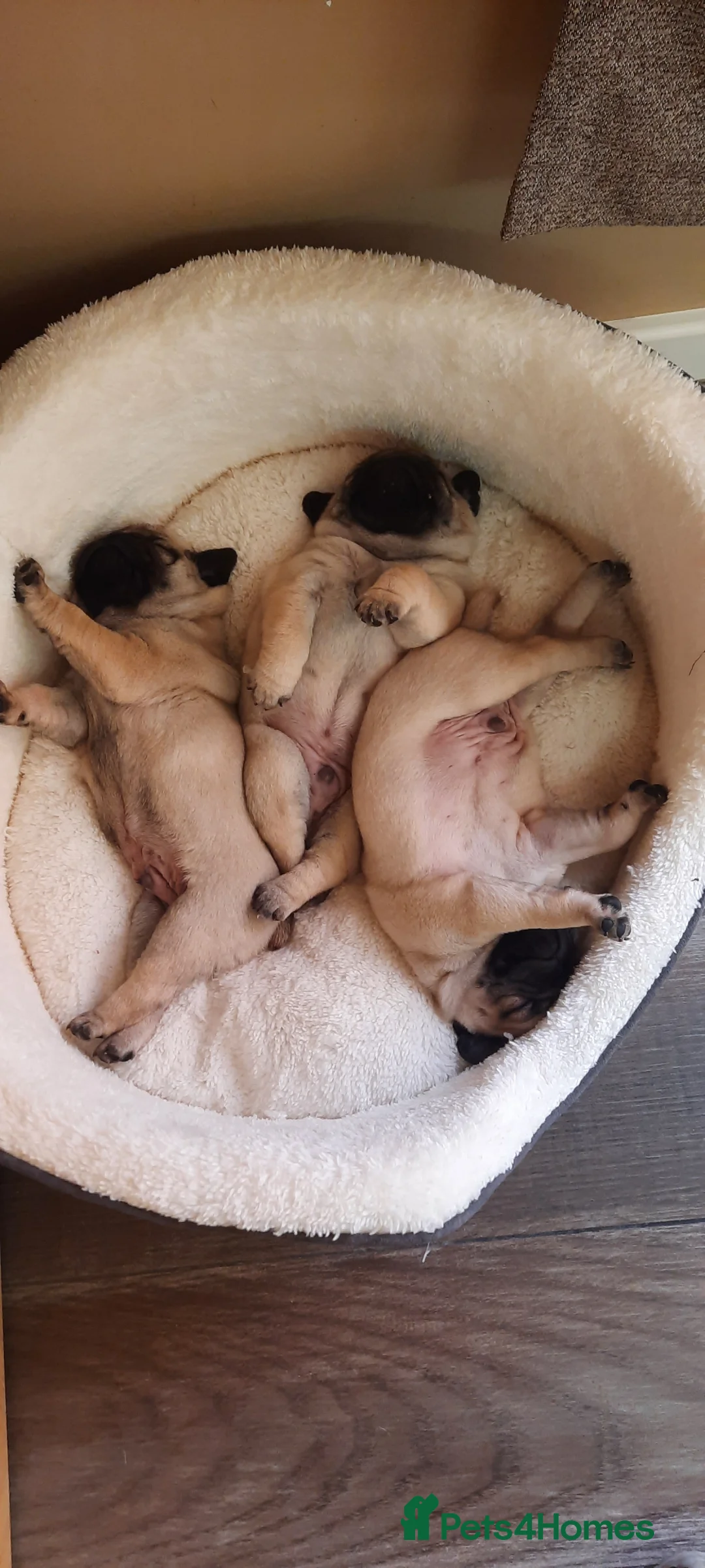 Pug dogs for sale: Pug puppies for sale  in Thornton-Cleveleys - Advert 1