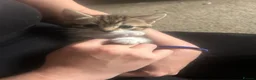 Mixed Breed cats for sale: 4 beautiful playful kittens for sale  - Advert 20