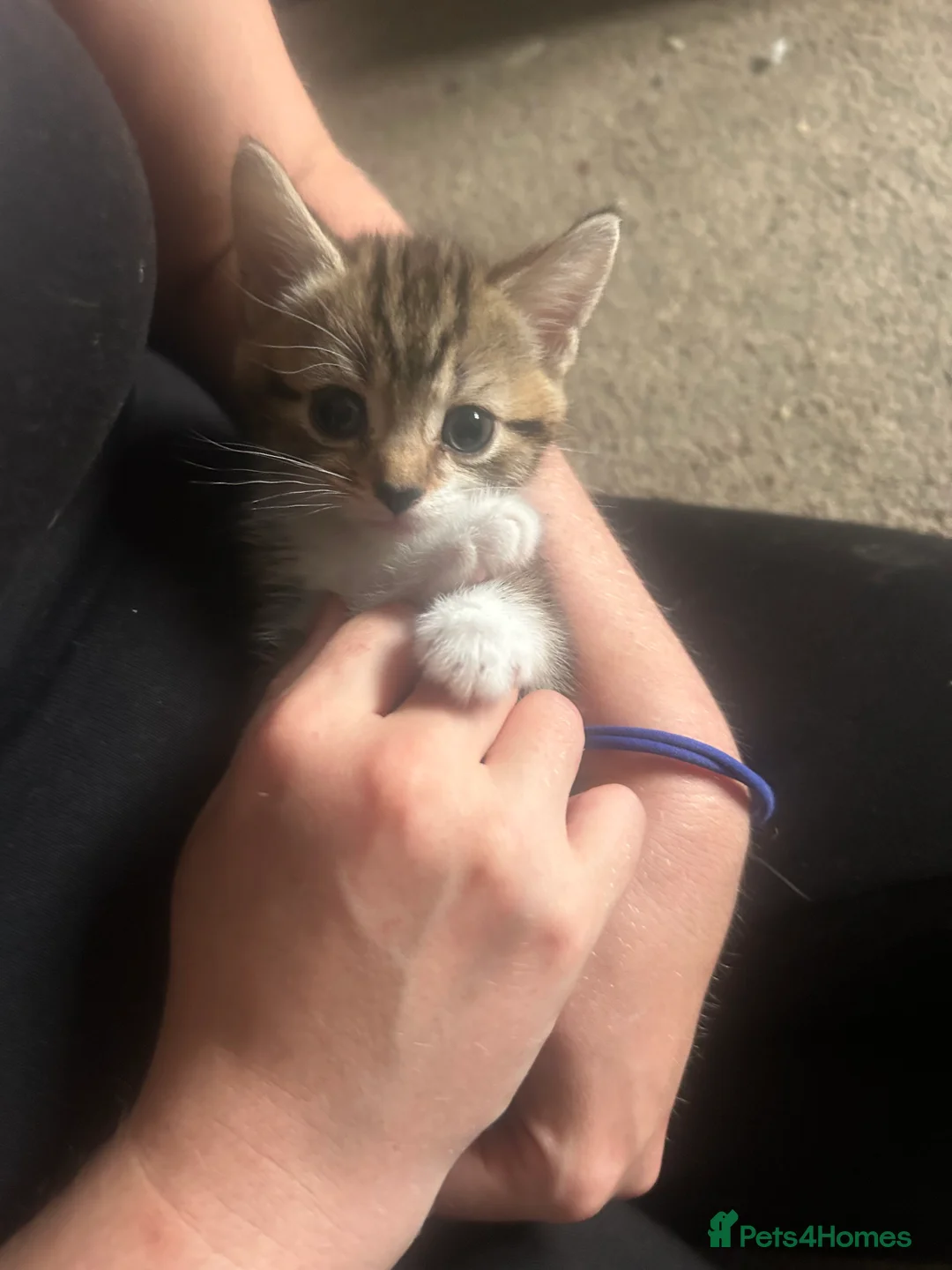 Mixed Breed cats for sale: 4 beautiful playful kittens for sale  - Advert 20