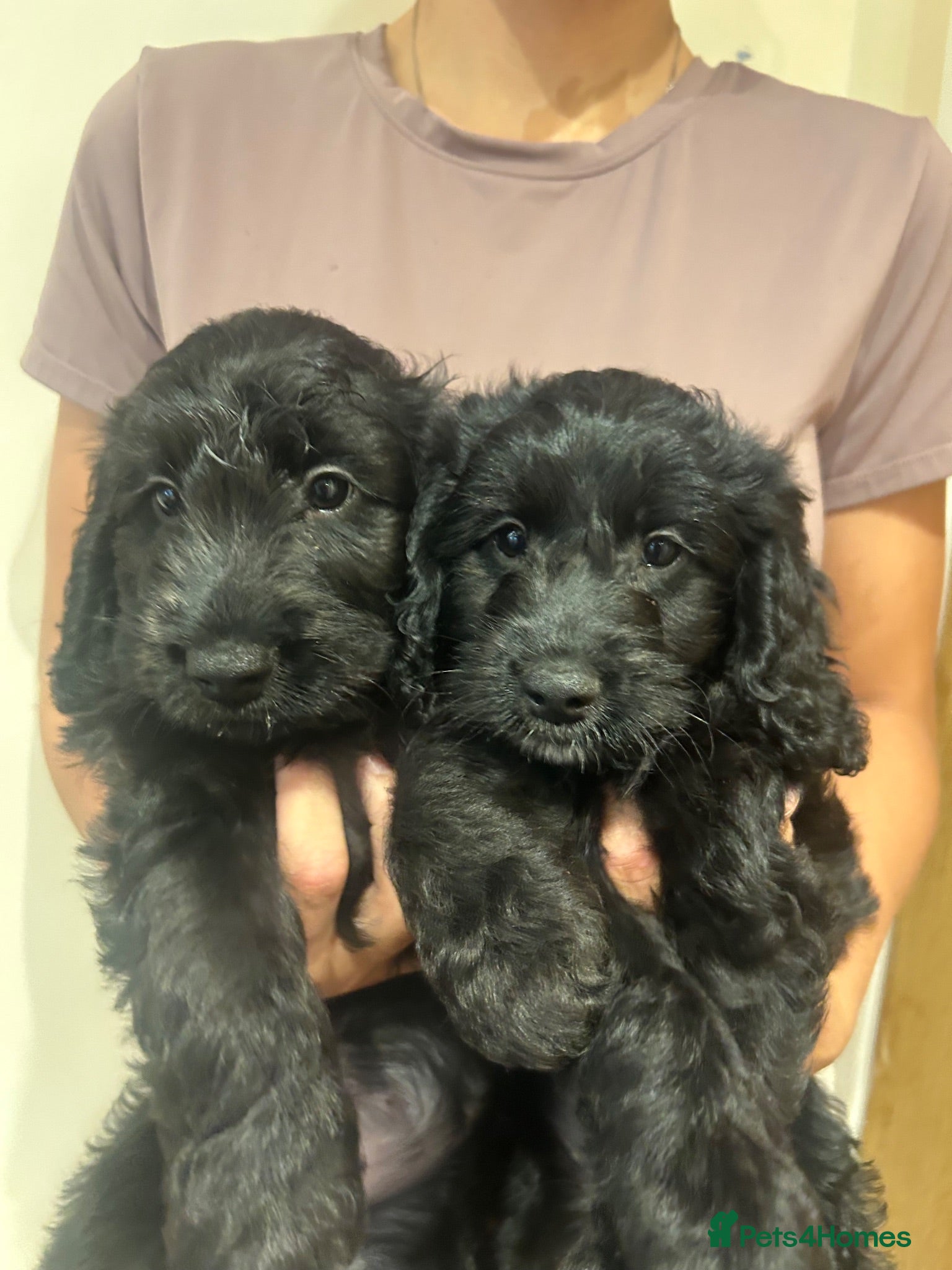Cockapoo dogs F1 black boy and black girl available  - Advert 6