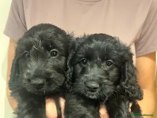 Cockapoo dogs F1 black boy and black girl available - Advert 6