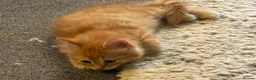 Mixed Breed cats for sale: Available Now - 2 Ginger & 1 Black Kitten - Advert 20